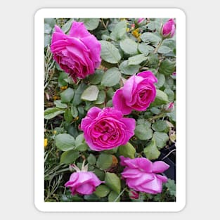 Pink Vintage Rose Sticker